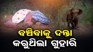 ବଞ୍ଚିବାକୁ ଦନ୍ତା କରୁଥିଲା ଗୁହାରି | Lame elephant seeks help near settlement | Odisha Reporter