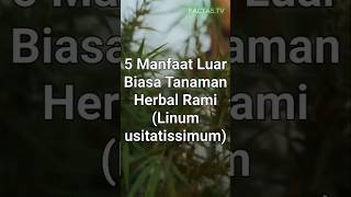 5 Fakta Unik - Manfaat Luar Biasa Herbal Rami (Linum usitaissimum) untuk Tubuh #shorts #herbal #rami