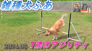 2024年6月雑種犬風愛ちゃん7歳アジリティ