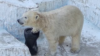 ママと同じオヤツ貰ったホウちゃん💗シロクマのホウちゃん【天王寺動物園】