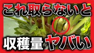 【いちごの育成】○○が原因で大きい花が上がらない！○○を整理して大蕾を上げる！！【苺の育て方】