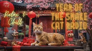 Relax \u0026 Chill -  Year of The Snake Cat Radio