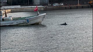 イルカの泳ぐ漁港でのんびり魚釣り