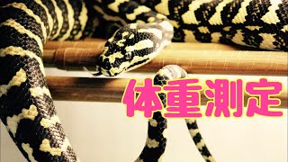 【爬虫類】ジャングルカーペットパイソンの体重測定 Part6 飼育9ヶ月目 最後の方雑談 概有り