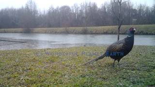 Common Pheasant (Phasianus Colchicus). Nature and Animals Videos.