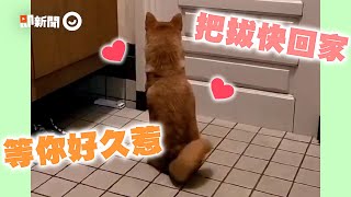 柴犬尾巴「變節拍器」等爸回家　門一開！咬球球開心迎接｜寵物｜狗｜等門｜精選影片