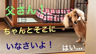 ミニチュアダックスフンド 骨ガム捨てて？父さんを気にするモモさん(≧∀≦)