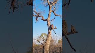 Leopard's Amazing Tree Climbing Skills!