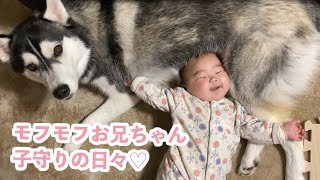 妹ちゃんが可愛過ぎるあまり子守りの名人になったハスキー♡