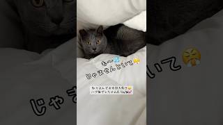 【グレサンド🤣🐈‍⬛💕】 #bigcat #猫ハラスメント #癒し動画