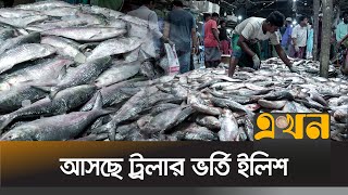 চাঁদপুরে বেড়েছে ইলিশের সরবরাহ, কমেছে দাম | Hilsa Fish | Ekhon TV