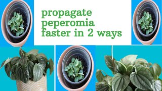 NO MORE BUYING PLANTS: PROPAGATE PEPEROMIA  SILVER RIPPLE FASTER IN 2 WAYS 2021