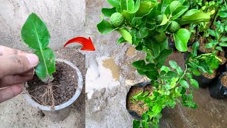 New ideas skills! Growing a kaffir lime tree from kaffir lime leaves in pot