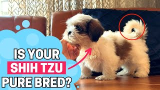 How to Identify a Purebred Shih Tzu Puppy