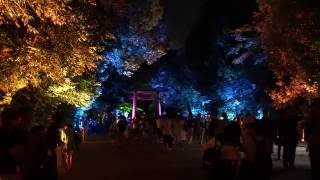 京都下鴨神社 糺の森の光の祭