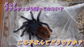 初めてタランチュラを飼育したい人にお勧めタランチュラ