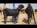 World's Best Amritsari Pregnant Goats - Big Goats Of Khawar Khan Of Sahiwal