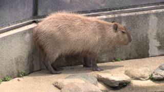 カピバラ　（かみね動物園篇）父親の威厳・・・崩壊す