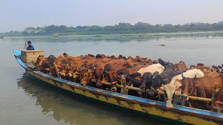 হযরতপুর হাটে ট্রলার ভরে ভরে গুরু আসতেছে ঈদকে সামনে রেখে 2025 আর লোডি