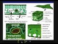 Photosynthesis Overview.mp4