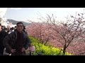 まつだ桜まつり－３