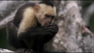 The White faced Capuchin