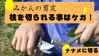 【みかんの剪定】ハサミ編、樹が痛まないハサミの使い方。ナナメに切る！