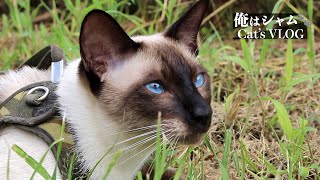 公園で大好きな散歩をするシャム猫🐈 A Siamese Cat Playing In The Park - Cat Vlog