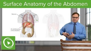 Surface Anatomy of the Abdomen – Anatomy | Lecturio