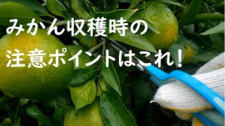 みかんの木収穫時の注意点ポイント