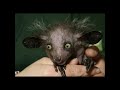 the weirdest creatures alive rarely spotted animals