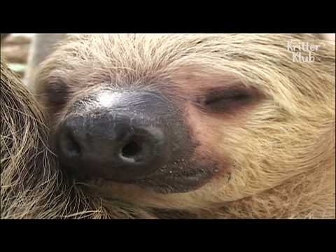 Is there a fast moving sloth?