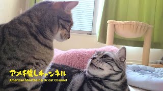 猫の親子が一触即発!!!