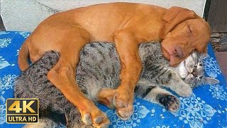 When a Cat’s Typical Behavior Meets an Unexpected Love for Dogs! 😹 | Funny Pet Moments