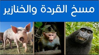 هل القردة والخنازير الموجودة الآن كانوا بشرا ثم مسخوا؟