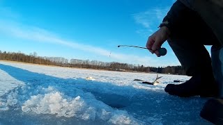 Ice fishing. Roach on mormyshka.