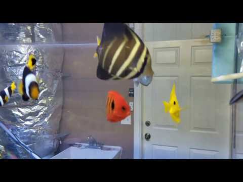 How to get : Crystal Clear Saltwater Aquarium How to get : Crystal Clear Saltwater Aquarium