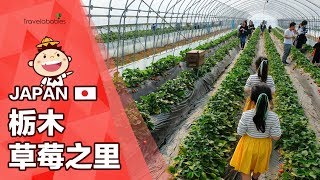 【栃木草莓之里】草莓吃到飽！讓孩子體驗一日果農的豐富樂趣