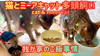 【ベンガル猫、ソマリ、ミーアキャット】多頭飼い！我が家のご飯事情をお教えします✨