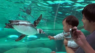 天王寺動物園のペンギンパーク＆アシカワーフ Like a flying penguin?