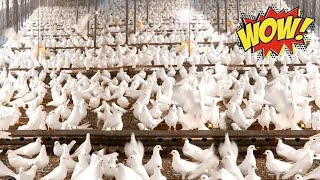 Millions of Pigeons Farming For Meat in China 🕊️ - Pigeon Meat Processing in Factory😲