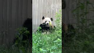 大熊猫宝力中午的吃播。Baoli eating outside.#panda #판다 #大熊猫 #大熊猫吃播 #animals #大熊猫宝力#pandas#baoli #cutepanda#zoo