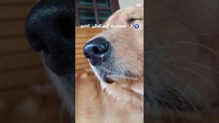 ഒന്ന് ചിരിക്ക് മുത്തെ 🐶🧿 |Dog smile 😊|puppy smile 🐶🐾 #cutedog #viralvideo #shortvideo #fyp #dog #yt