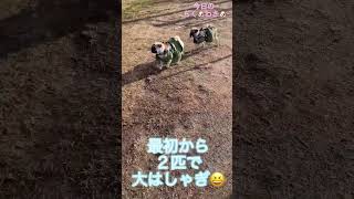 今日のちく🐶わさ🐶#shorts #dog #pug#可愛い #パグ #パグの飼い方 #パグ大好き #犬のいる生活 #犬 #ぱぐ #パグ大好き #パグのいる生活 #かわいい #かわいい犬 #動物