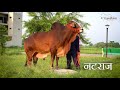 25 किलो दूध देने वाली साहीवाल गाय sahiwal cow sahiwal cattle