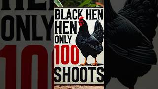 “Black Hen Secrets! 🚀Unbelievable Facts You Didn’t Know!”#ytshorts #shortsfeed#hens