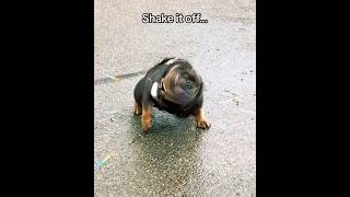 Bulldog Donald Shaking Dog #dogshorts #dog #bulldogchallenge #shake #englishbulldog