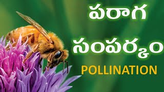 పరాగ సంపర్కం   POLLINATION