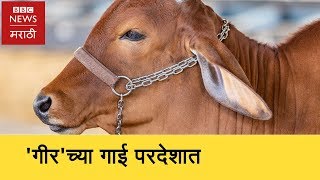 This cow in Brazil has Indian origin. ब्राझीलमधली 'भारतीय गाय'(BBC News Marathi)