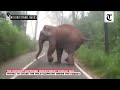 wild elephant chases forest vehicle in tamil nadu s nilgiris